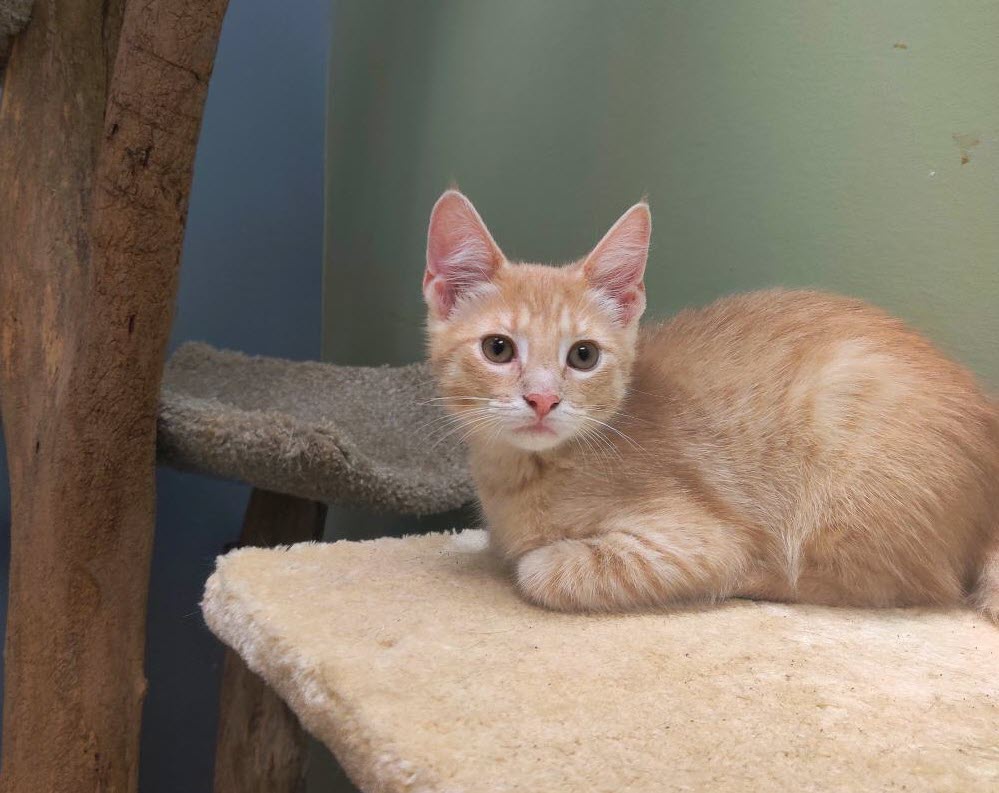 FamousFido1's tweet photo. Fred and George's sister Ginny is now available for adoption! Please consider making this adorable playful kitten a part of your family. #kittens #kitten     https://t.co/E6L0TzpHXm https://t.co/J1MO8obKUA
