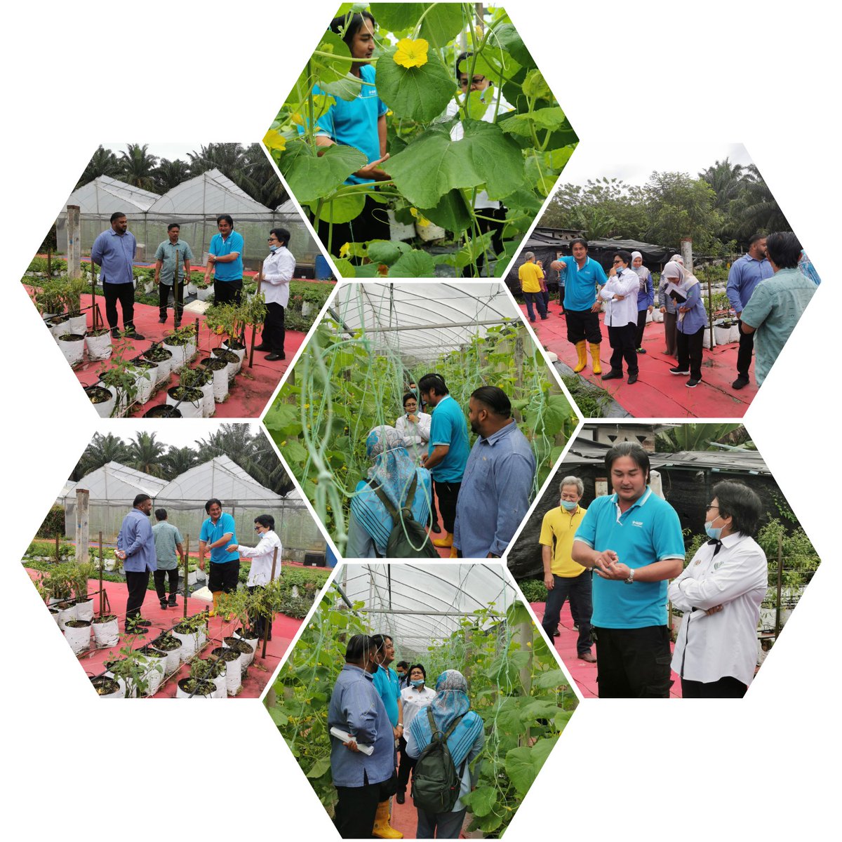 PertanianKinta's tweet photo. Lawatan Pemantauan Pengarah BPIT Putrajaya ke Projek Kluster Tanaman Tembikai, Kluster Tanaman Betik dan Kluster Tanaman Kontan Daerah Kinta/Kampar
Tarikh : 15hb September, 2020
Projek Kluster Tembikai Ulu Kuang
Usahawan: Ng Yoon Thiam
Keluasan:2.4ha
@siree_sankaran
@myDOA_Perak https://t.co/OqdX6wgoK4