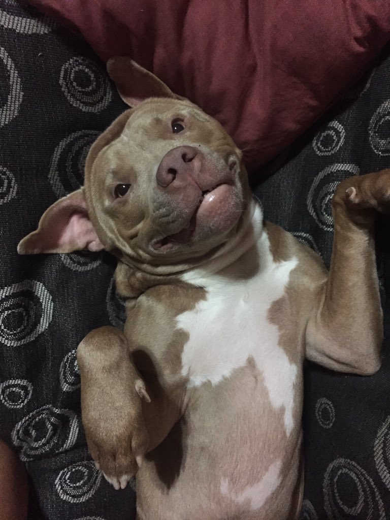 VioleFrancucci's tweet photo. Mi violento por naturaleza le tiene miedo a los globos y llora si me voy a bañar 😔😔😔😴 https://t.co/LqLhhStoLr