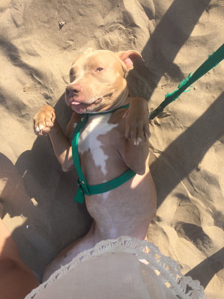 VioleFrancucci's tweet photo. Mi violento por naturaleza le tiene miedo a los globos y llora si me voy a bañar 😔😔😔😴 https://t.co/LqLhhStoLr