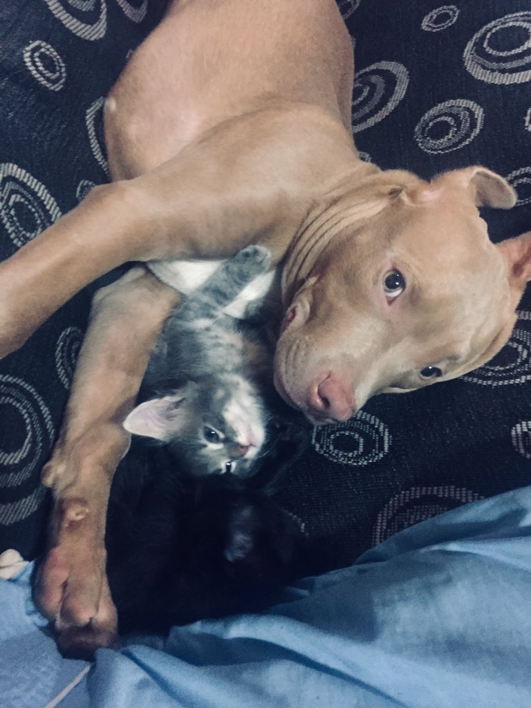 VioleFrancucci's tweet photo. Mi violento por naturaleza le tiene miedo a los globos y llora si me voy a bañar 😔😔😔😴 https://t.co/LqLhhStoLr