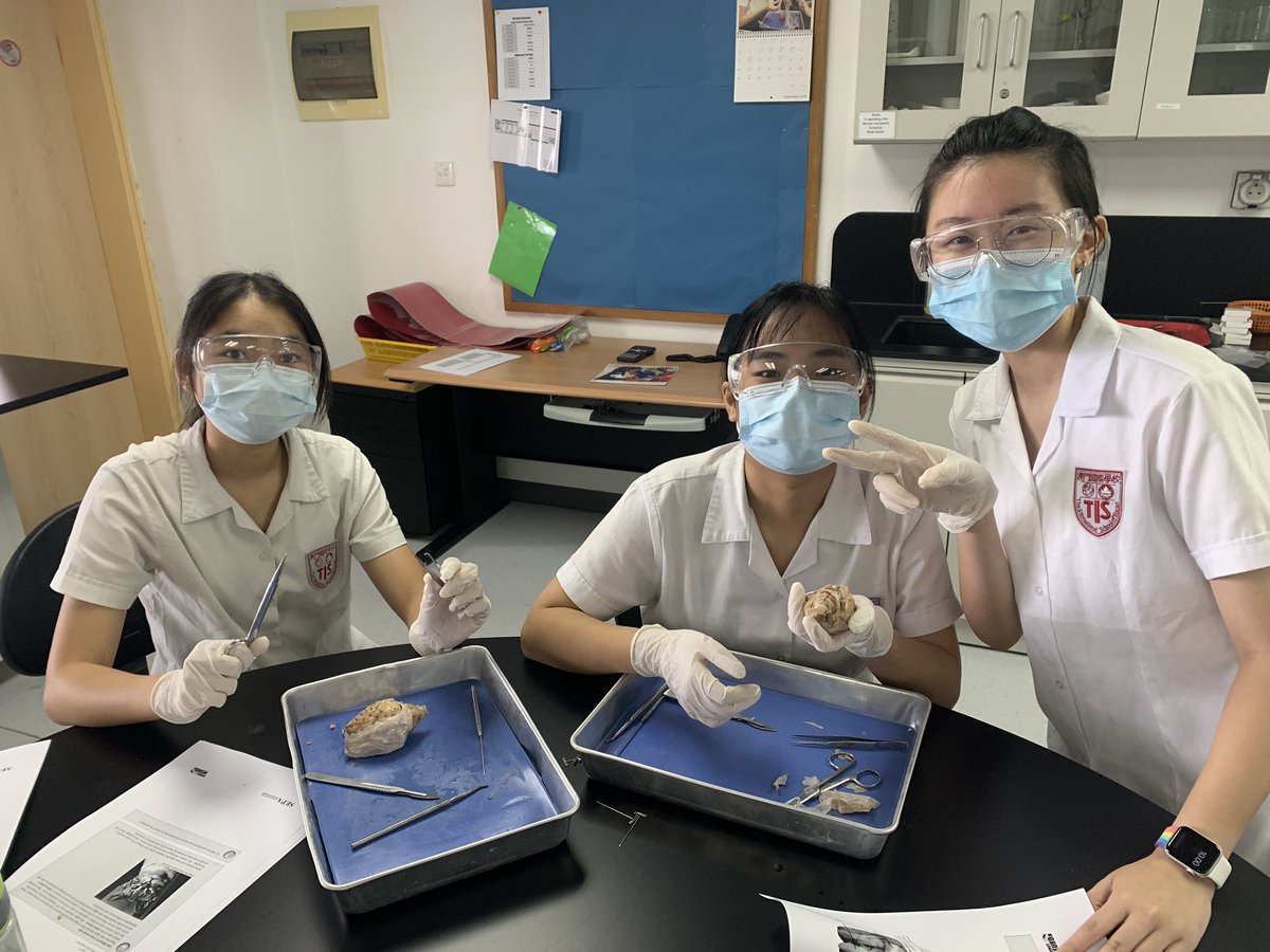 robert_mcilveen's tweet photo. Dissecting brains today in G12 Biology with @MakLydia #TISMacao #tisscience https://t.co/hSjrEWs3xR