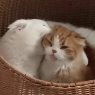 [🧸⚠️] เหตุด่วน เหตุด่วน ประกาศราชกิจจานุเบกษาจากพี่น็อคจูเนียร์‼️‼️‼️

- เดี๋ยวพี่มาแจ้งจัดการชื่อแอคอีกทีนะครับ
- ขออนุญาตอันฟอลทุกคนก่อนนะค้าบ แจ้งมาเพื่อทราบฯ