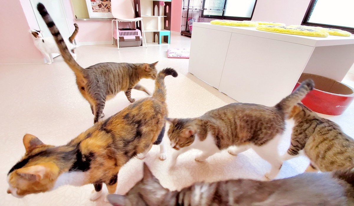YouCafe6's tweet photo. こんにちは！

本日も9頭の保護猫ちゃんたちが待機しております🐱🎵

さて『保護猫ちゃんが見れるカフェ』でやってきたYouCageですが、コロナの影響で猫と触れ合えない・常駐スタッフ不足等で、形態を変えるお話が出ております。猫グッズ(人間用)販売が有力です🛍
詳細は随時連絡します
#YouCafe #福岡 https://t.co/DLWegPXe3K