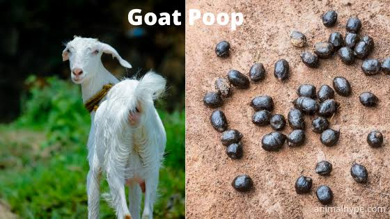 Goat poop:-Normal goat poop looks like loose pebbles, beans, or berries