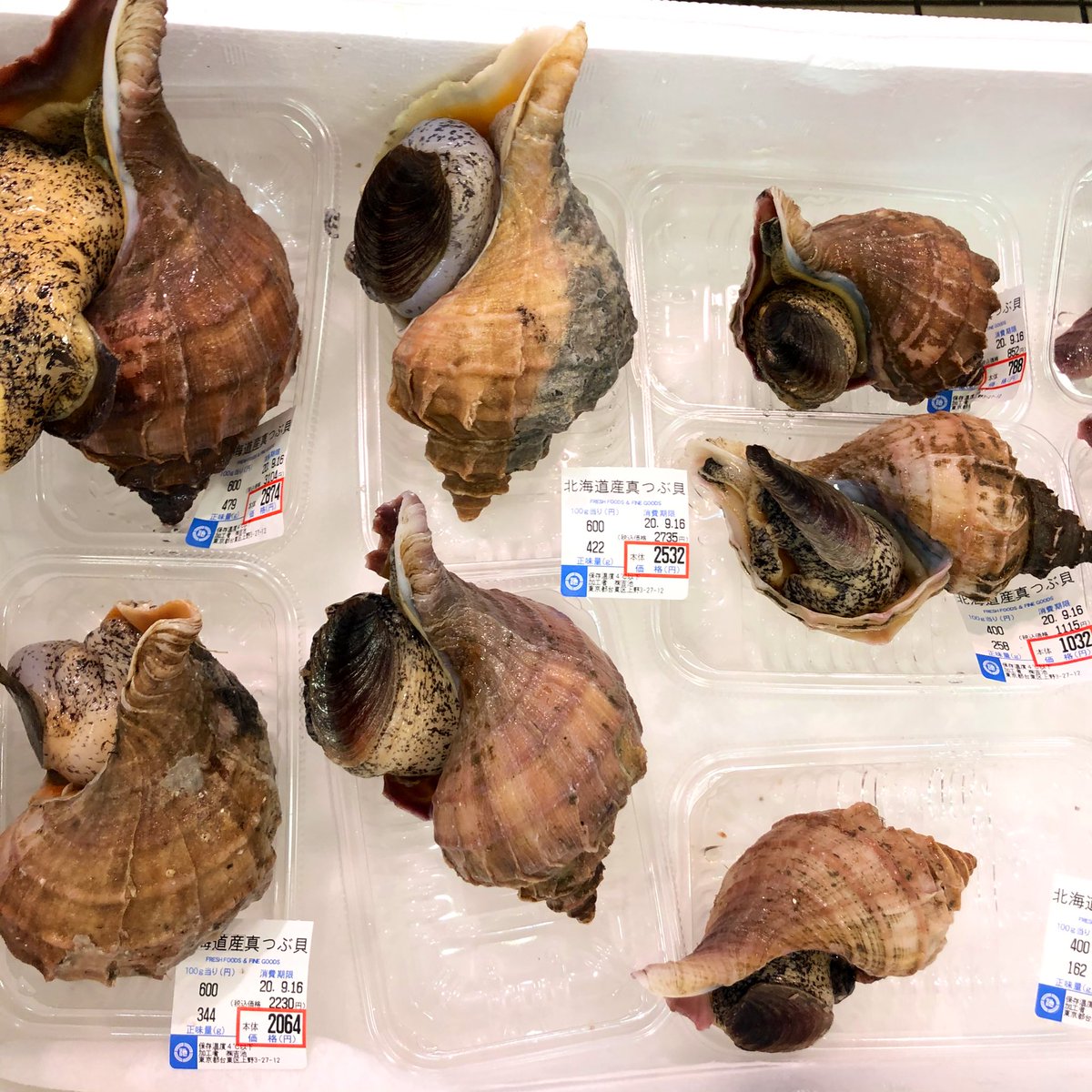 吉池 夜光貝とか あわびとか つぶ貝とかいろいろ