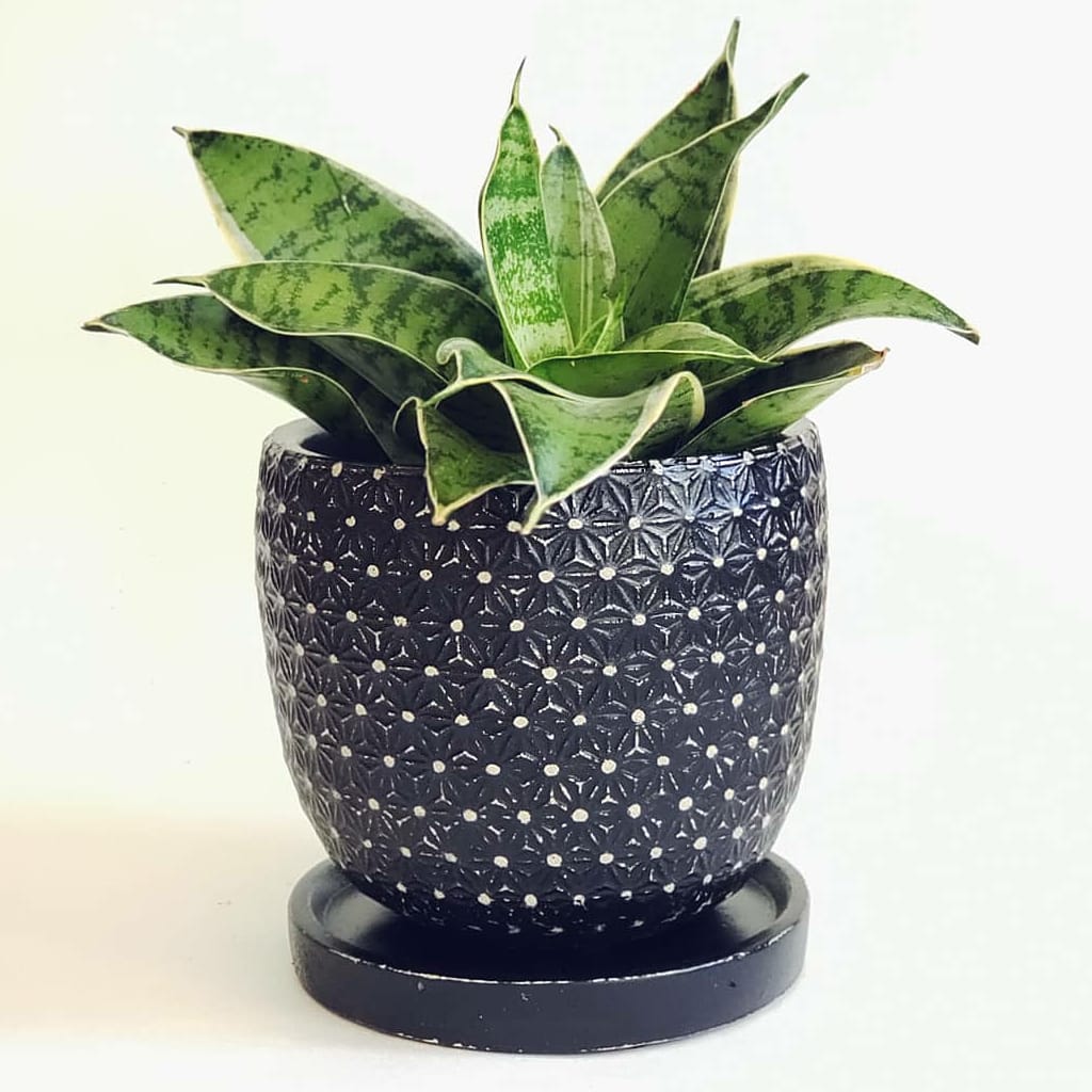 #plants #gardeninghome92 #HomeGardeningTips #follow4followback #followｍe #fbf

Subscribe channel Thanks
bit.ly/3lmQmGD