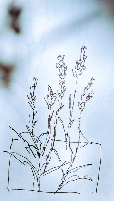 Some nice plants

#art 