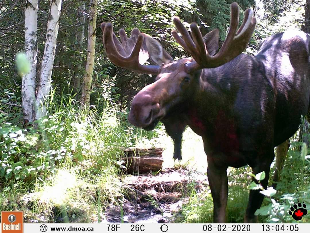 Rockymtnx's tweet photo. #MooseMonday
From big to small, I'm getting them all on cam this year!
#DMOA #SwampDonkey https://t.co/5TMAwIrgNR
