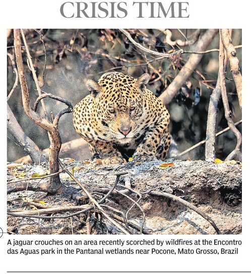 OdishaSeaTurtle's tweet photo. #CrisisTime https://t.co/IryGNJN9T4