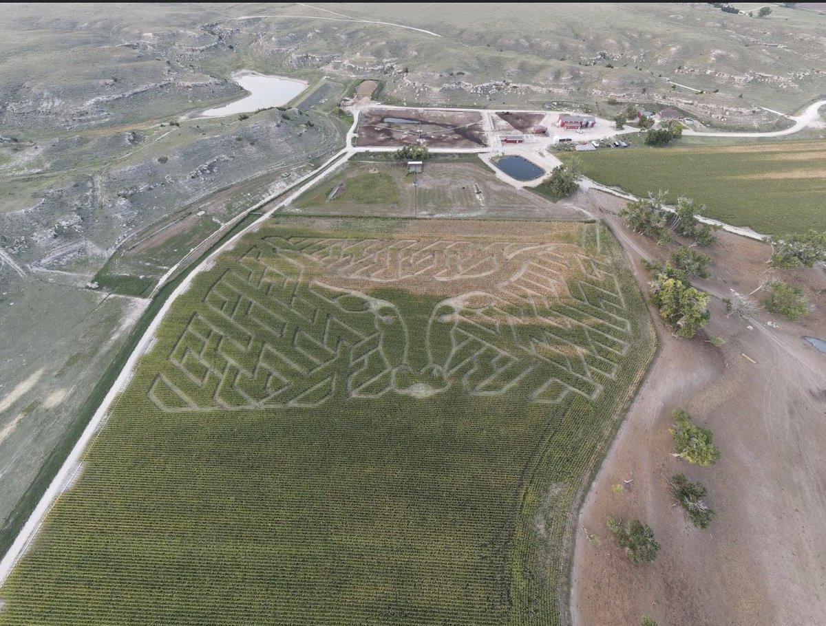 BellwetherBarn's tweet photo. Maze 2020 https://t.co/0YRz9eGT2F