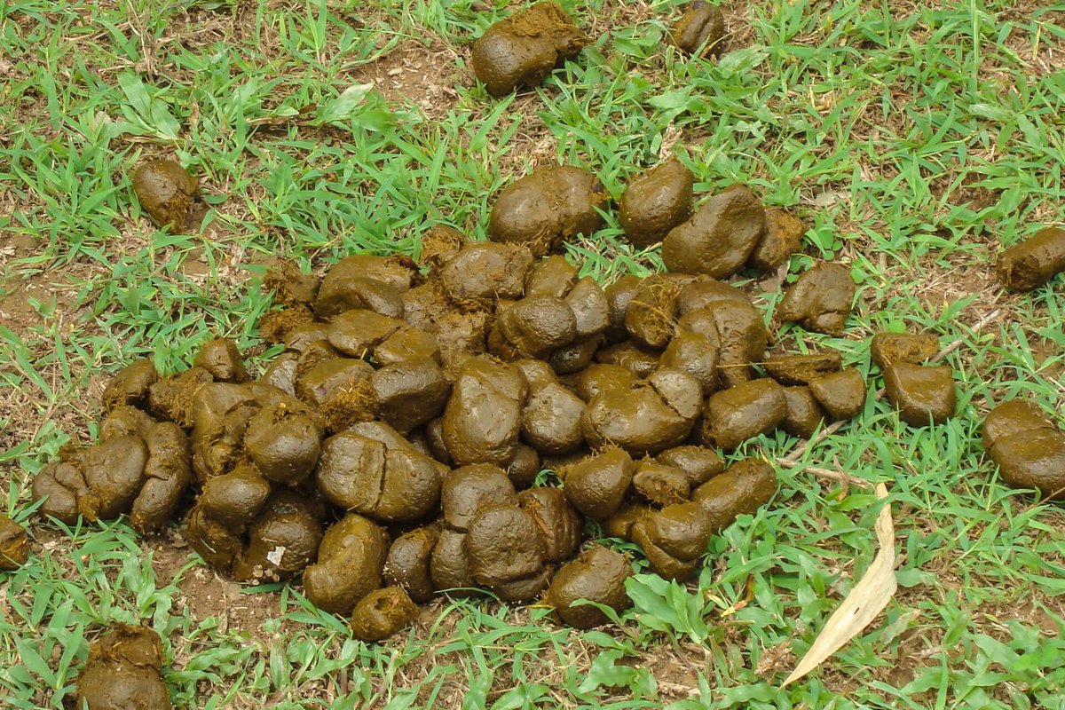 Horse poop:-Since diet affects the color of a horse's manure, you can expect it to be anywhere between green, brown or black. Healthy manure should have a glossy shine, indicating normal hydration, and forms neat, somewhat firm, balls.