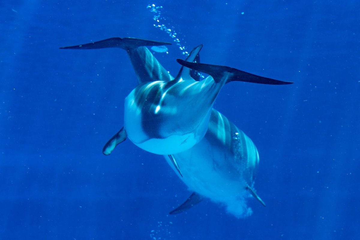 JnlPueJdj3VVnNn's tweet photo. #名古屋港水族館 #名古屋
#イルカショー #イルカ

#ファインダー越しの私の世界
#キリトリセカイ
#写真好きな人と繋がりたい
#写真撮ってる人と繫がりたい
#写真で伝えたい私の世界
#canon_photos #canonphotography 
#canon #6Dmk2 #6DmkII #6d2 #6dII https://t.co/Onacq9FPMH