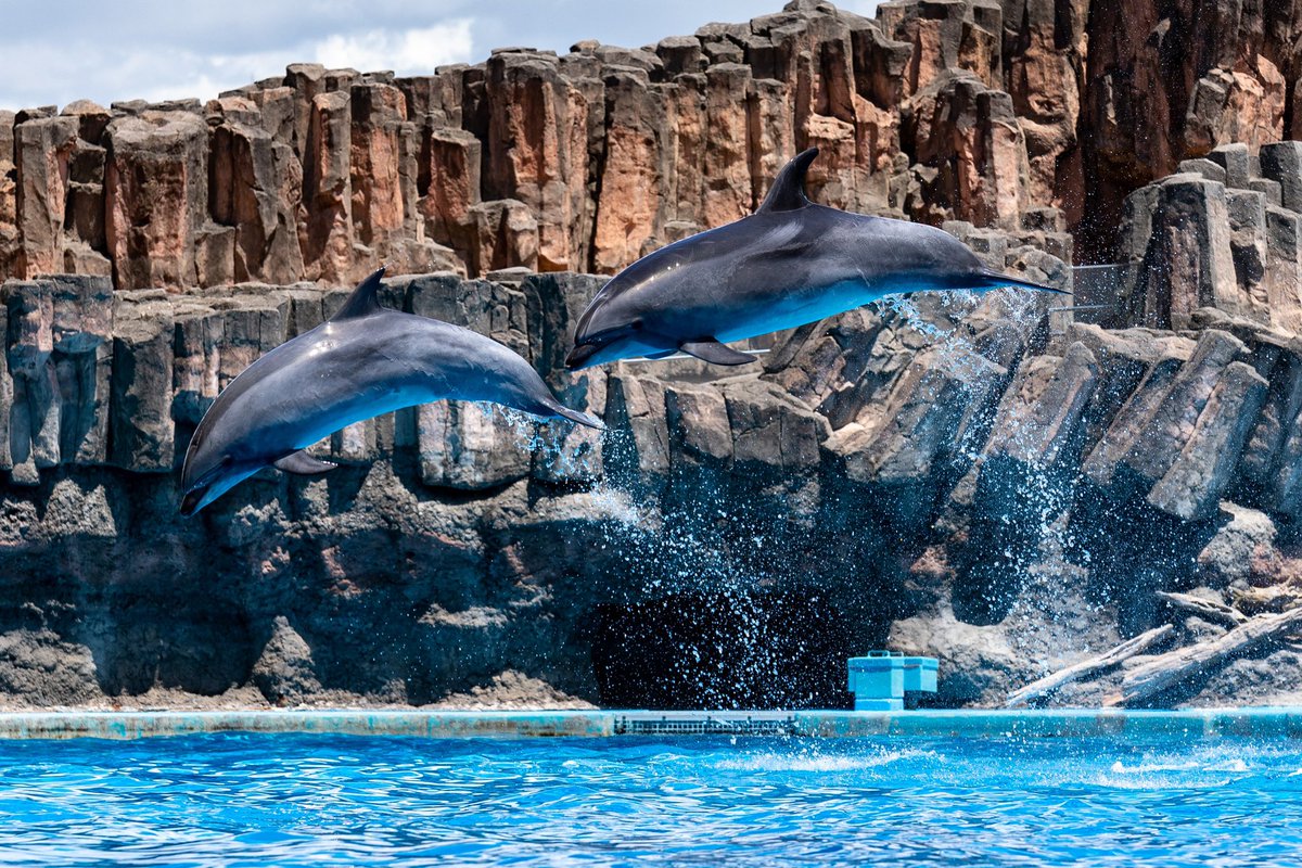 JnlPueJdj3VVnNn's tweet photo. #名古屋港水族館 #名古屋
#イルカショー #イルカ

#ファインダー越しの私の世界
#キリトリセカイ
#写真好きな人と繋がりたい
#写真撮ってる人と繫がりたい
#写真で伝えたい私の世界
#canon_photos #canonphotography 
#canon #6Dmk2 #6DmkII #6d2 #6dII https://t.co/Onacq9FPMH