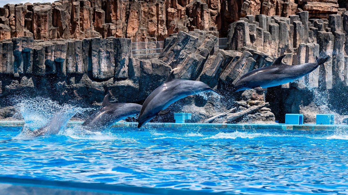 JnlPueJdj3VVnNn's tweet photo. #名古屋港水族館 #名古屋
#イルカショー #イルカ

#ファインダー越しの私の世界
#キリトリセカイ
#写真好きな人と繋がりたい
#写真撮ってる人と繫がりたい
#写真で伝えたい私の世界
#canon_photos #canonphotography 
#canon #6Dmk2 #6DmkII #6d2 #6dII https://t.co/Onacq9FPMH