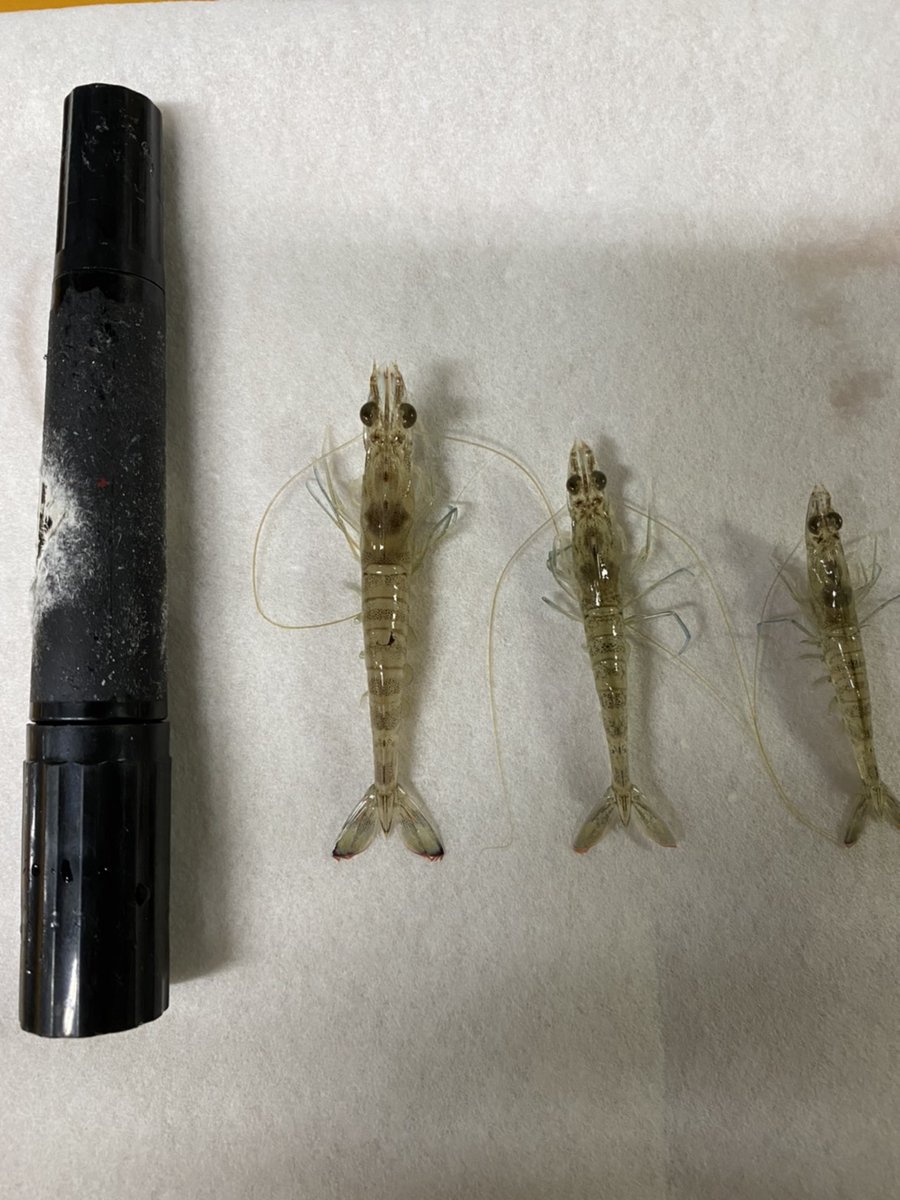 ট ইট র 竹富島の車海老 ５日ごとに養殖池毎に えびの平均体重を測定して 成長 餌の性能の確認 健康状態などを調べてます 先発池は ７g 1ヶ月遅れの群が１g 良好な成績です ３番手の群は今月末から体重測定が始まります