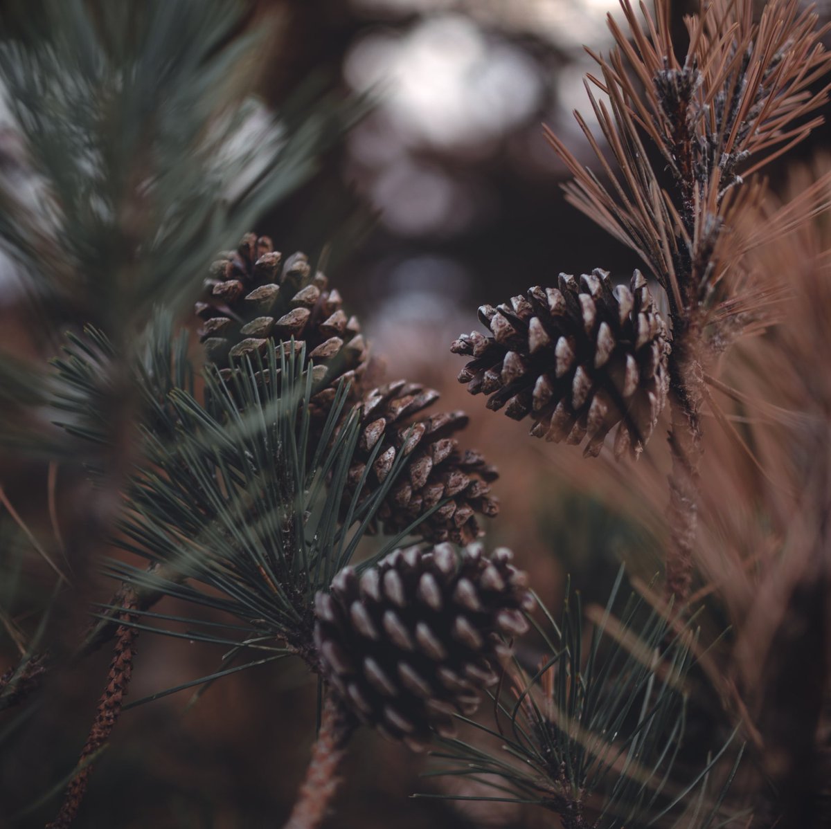 Marvel. Behold. Nature is the healing power we all need.