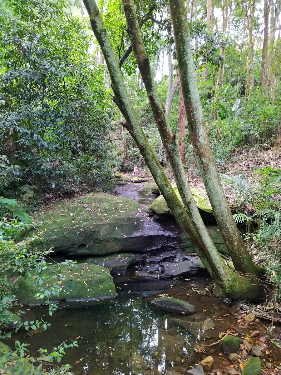 Mayu_ForestWalk's tweet photo. Exploring a beautiful hidden forest at lower north shore 🌳🚶 https://t.co/1Tr04tVjEk