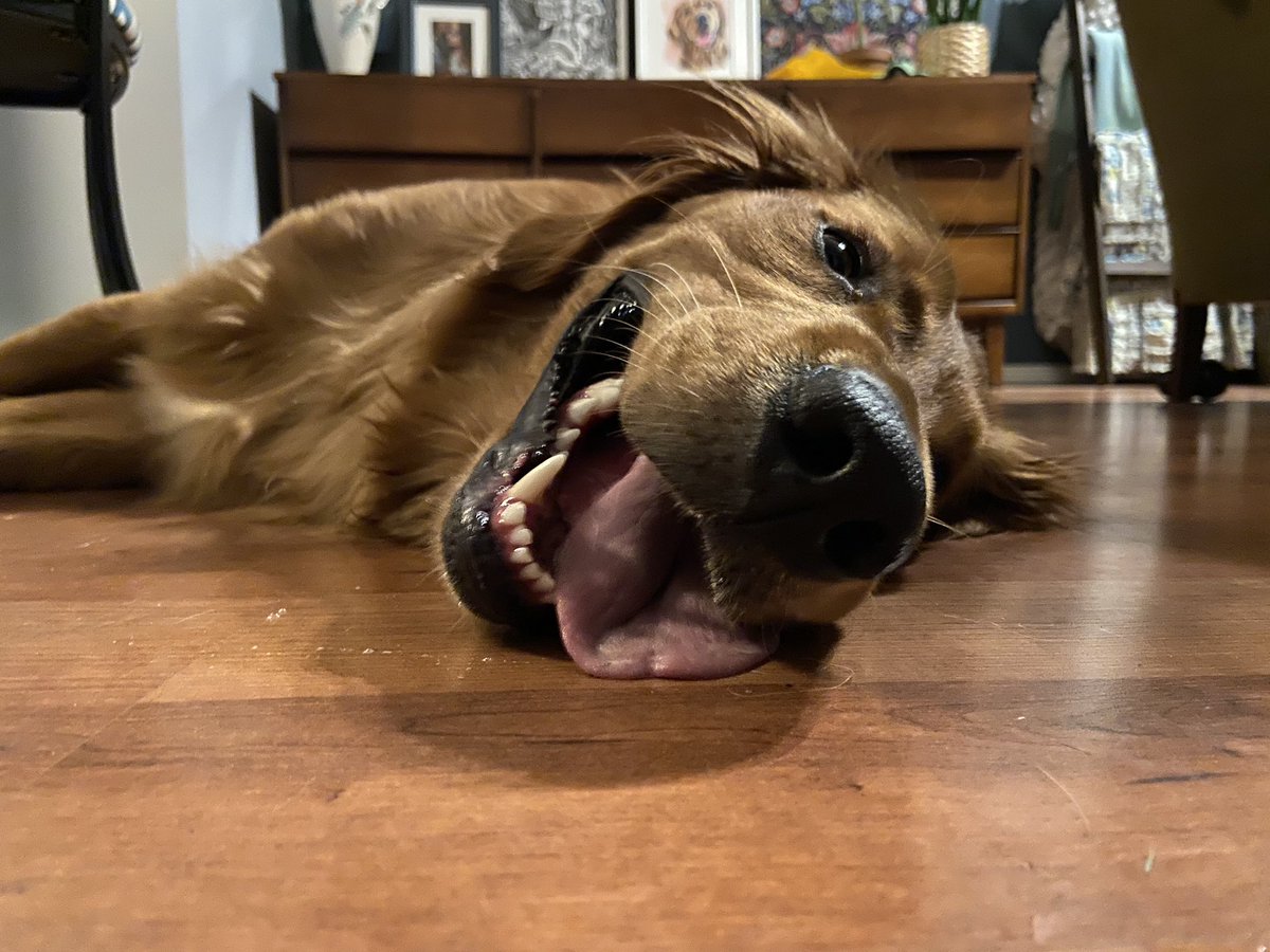athleholic's tweet photo. More games! #MonsterHunterWorld at https://t.co/eIvABBz81B so come check it out. Also, here is tired doggo. Enjoy. https://t.co/DYscrbrvK0