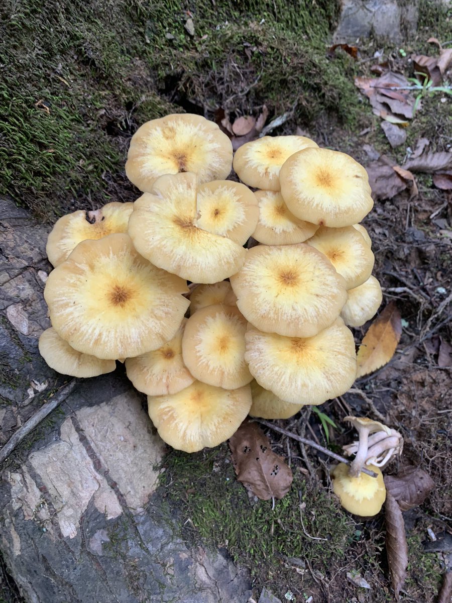 KittyHelm's tweet photo. Some noticing and views from an outdoor hike at Eno State Park this weekend. #eloned #eviroEd #EDU431 is making me want to get outside to explore! https://t.co/4wSjdMm3yv