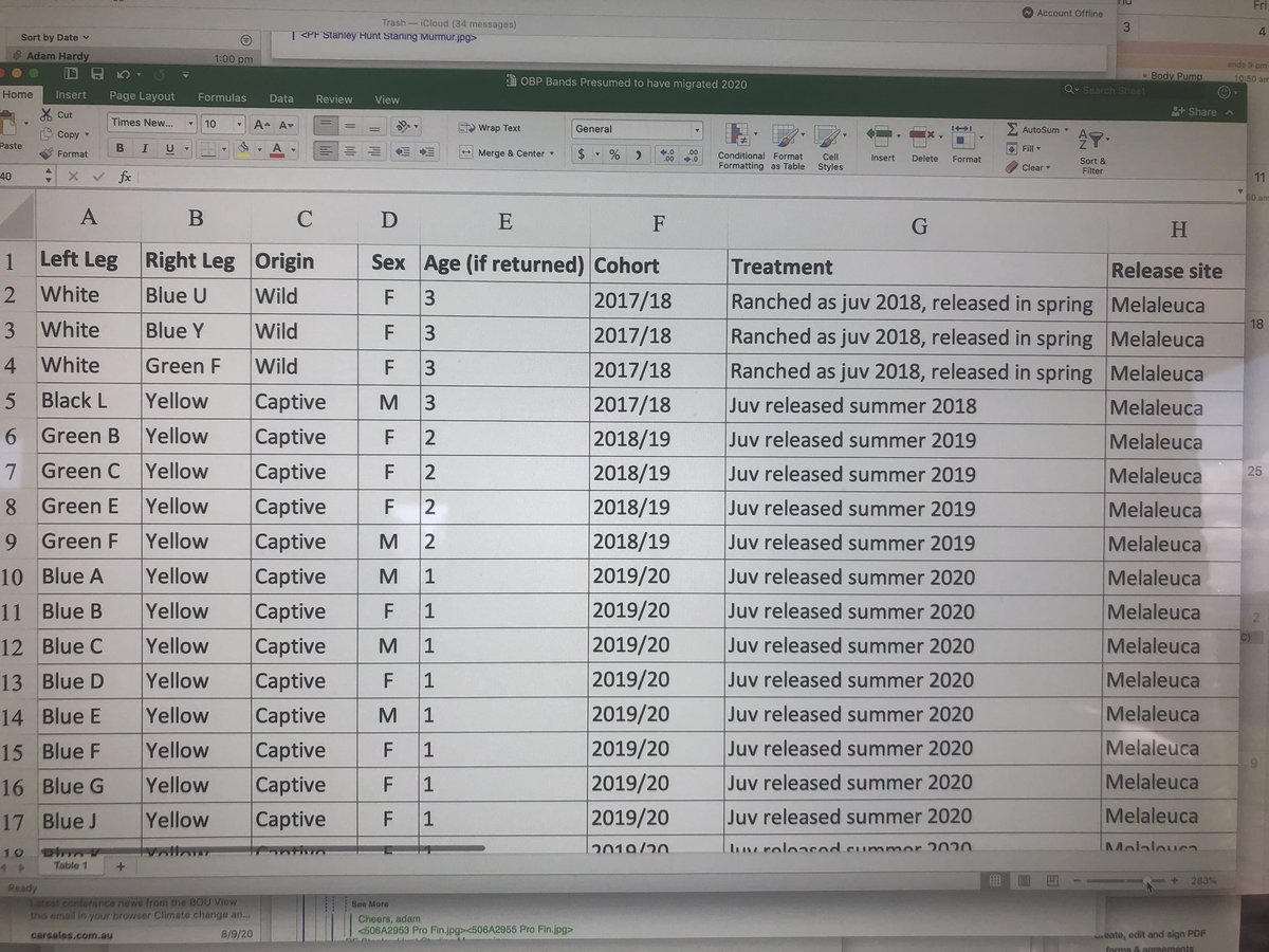 neophema1's tweet photo. I expect the first #OBPs will be arriving at Melaleuca soon. #DPIPWE volunteer observers will commence work next week so stay tuned for reports of arrivals. Here is some of the 118 who may have migrated north and may have survived. DM me if you would like a copy of the full list. https://t.co/6q9Ko2cgaF