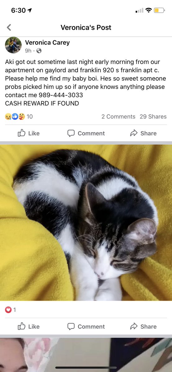 cmuconfessions3's tweet photo. "Lost cat!! Escaped the apartment around franklin and Gaylord st. He’s super friendly, please call if you see or know anyone that’s seen him!!" https://t.co/8ClMSh6seQ