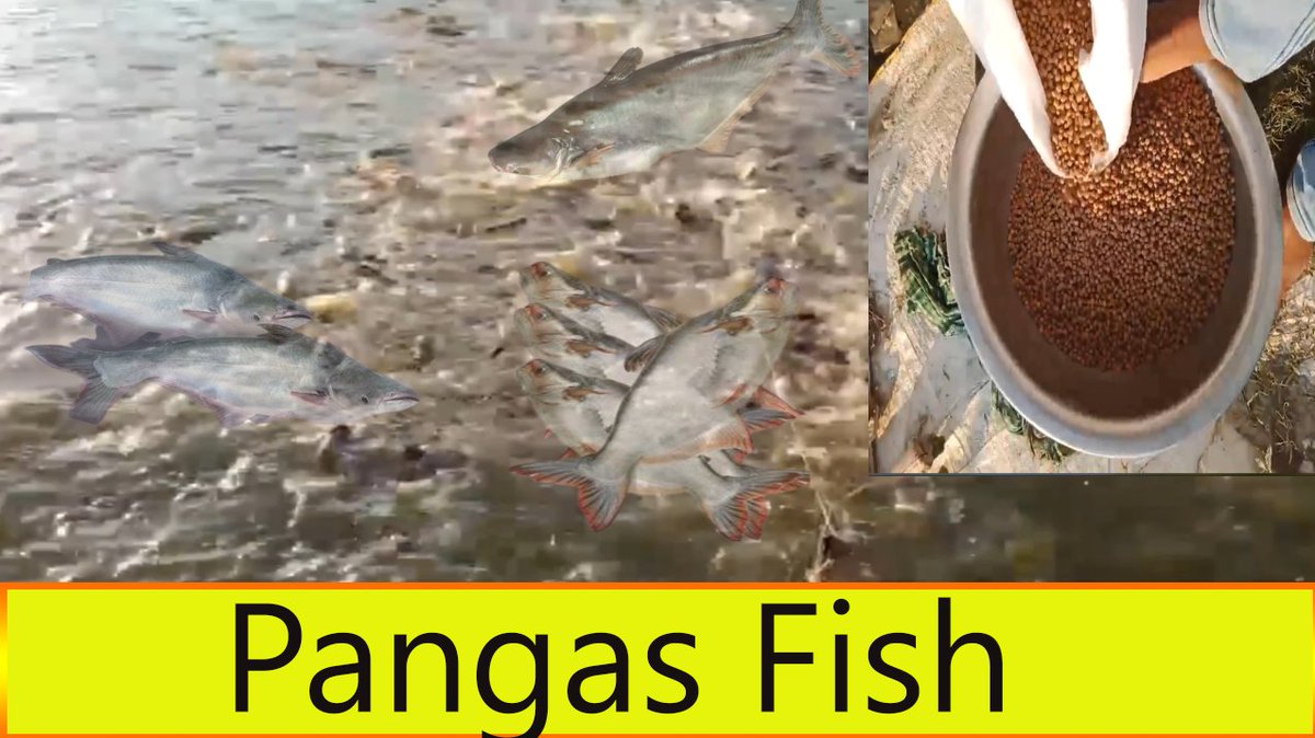 The modern method of fish farming in ponds || আধুনিক পদ্ধতিতে পুকুরে মাছ... youtu.be/beBwKnVW-00 via <a href="/YouTube/">YouTube</a>