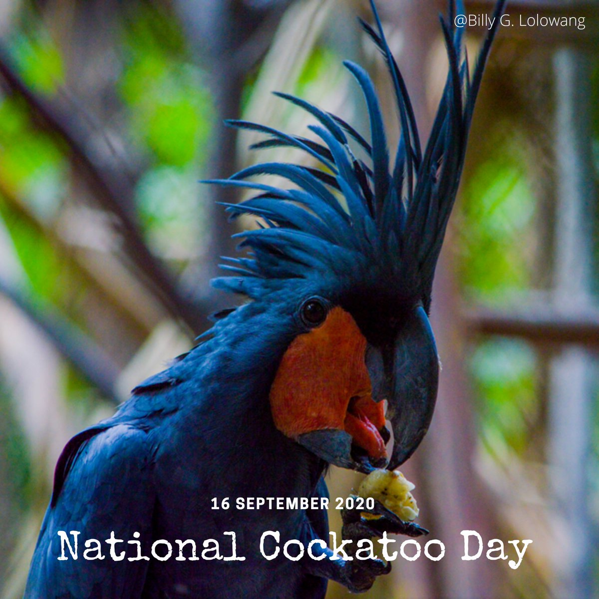 TasikokiEdu's tweet photo. Selamat Hari Kakaktua Nasional

Kalian tau kan Indonesia memiliki banyak jenis burung Kakatua. Kali ini kita akan bahas mengenai Kakaktua Raja yang ada di gambar ini, Lho... https://t.co/MACBD9vD30