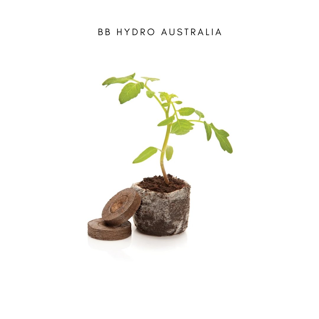 bbhydroaus's tweet photo. Jiffy Peat Pellets
#mrfothergills #jiffypeatpellets #seedlings #raisingseedlings #growyourown #grow #seeds #propagationtray #propagation #ownyourgrow #gardening #australia #adelaide #sydney #melbourne #onlineshopping #garden #plant #growshop #garden #growhow #australiamade https://t.co/jo3Z85W4mc