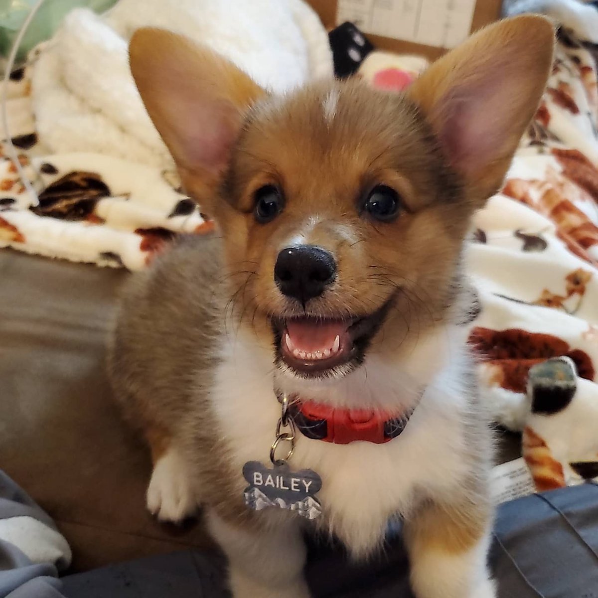 an_le4's tweet photo. You're a piece of shit sometimes, but I still love you. #BaeLe #corgi https://t.co/e0DmhkSvhn