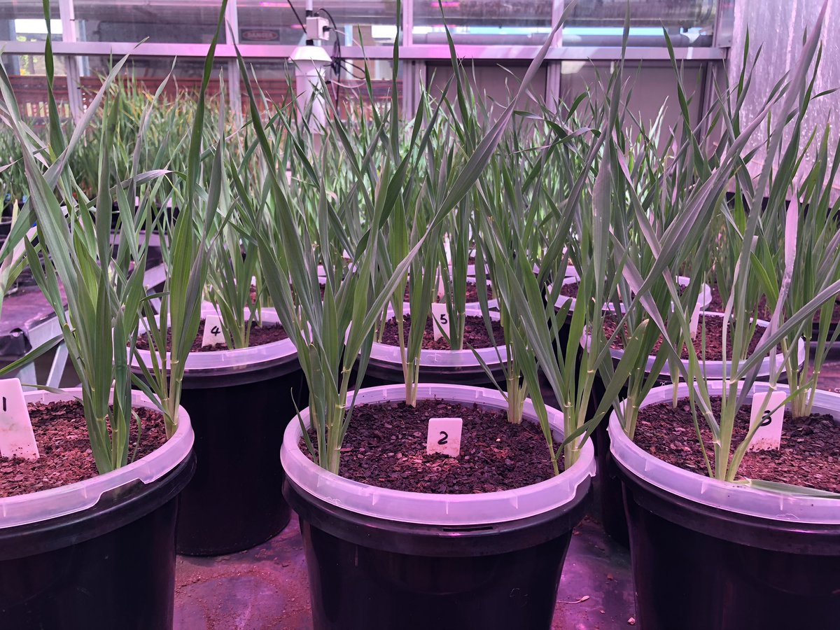 Godwin_Lab's tweet photo. Phenotyping some transgenic barley using the @HickeyLab clear pot systems 🧐 https://t.co/ID6Bhsb4aW
