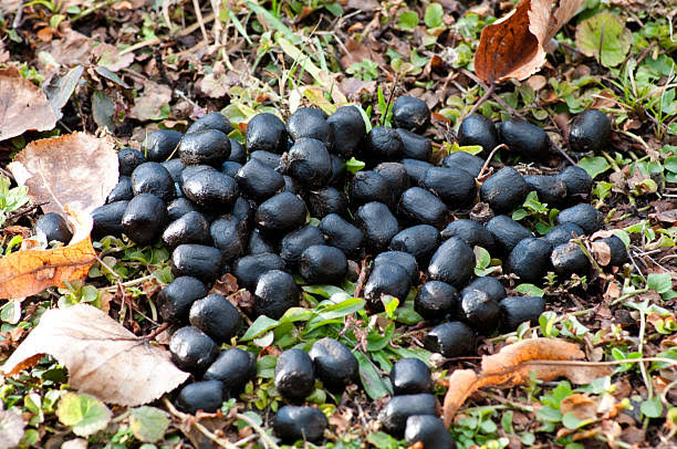 Deer poop:- Deer scat (whitetail or muley) looks like the proverbial Raisinette—oval in shape, pellet-like, ½ to ⅝ inches in diameter, dark brown or black in color (usually), and scattered in piles.