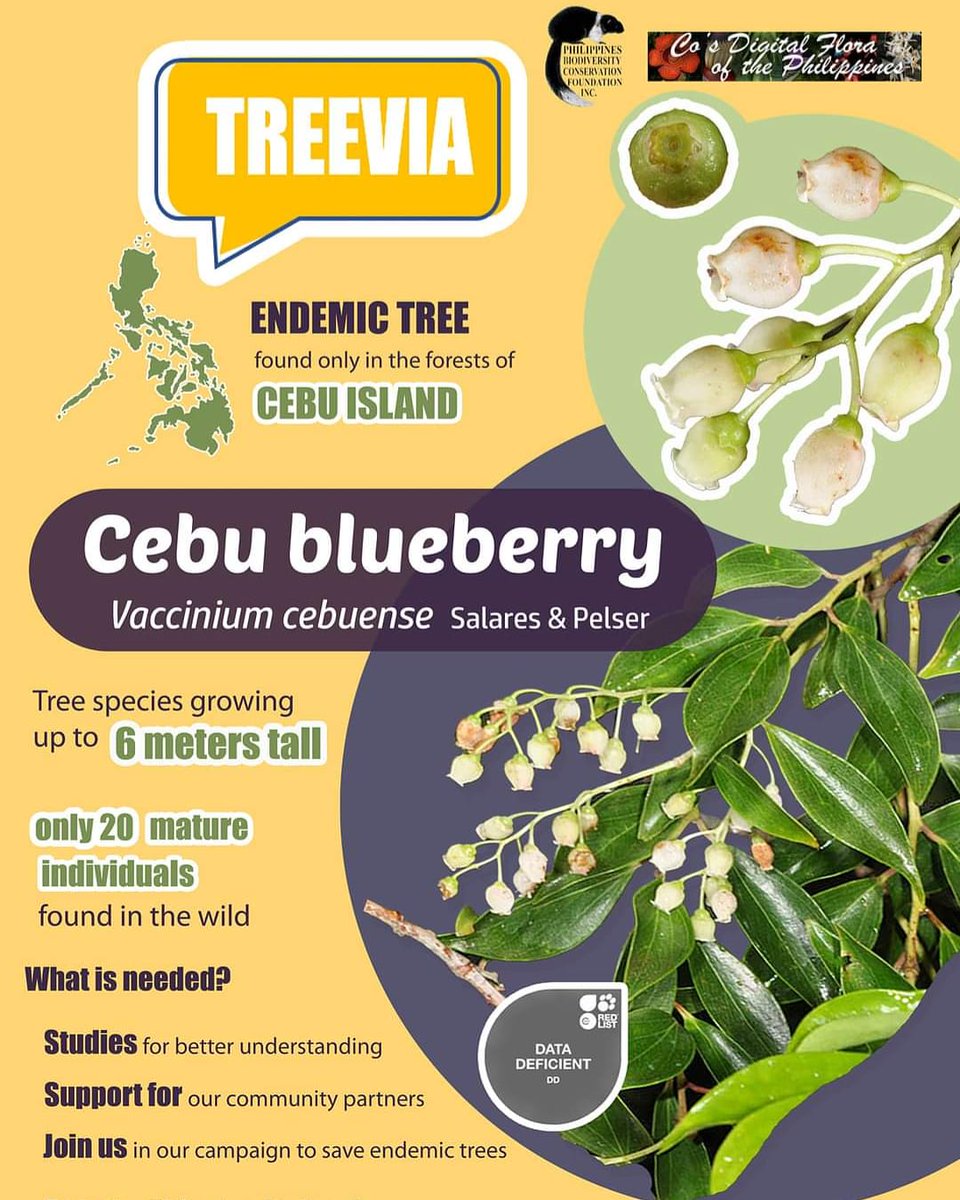 PhBiodiversity's tweet photo. ONLY IN THE PHILIPPINES 
Did you know that we have blueberries in the Philippines? Blueberries are of the genus Vaccinium from the Ericaceae family. Of the 34 species in the Philippines, 31 of these are found ONLY IN THE PHILIPPINES. https://t.co/iNBRbyqS7I