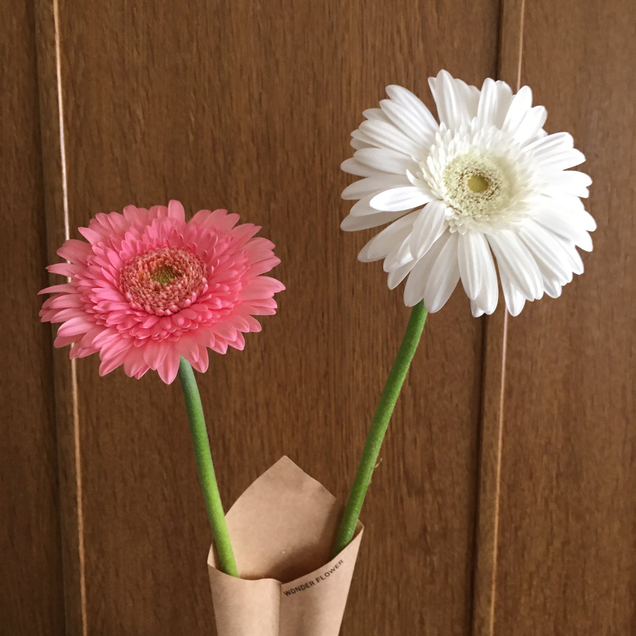 瑠璃 今日のお花 ガーベラ 花言葉 ピンク 崇高な愛 思いやり 白 希望 律儀 純潔 今でもsmap Smap のhpにはガーベラが飾られ メッセージも更新して下さっています スタッフさんもファンも愛と希望を持っているんだなぁと思っています