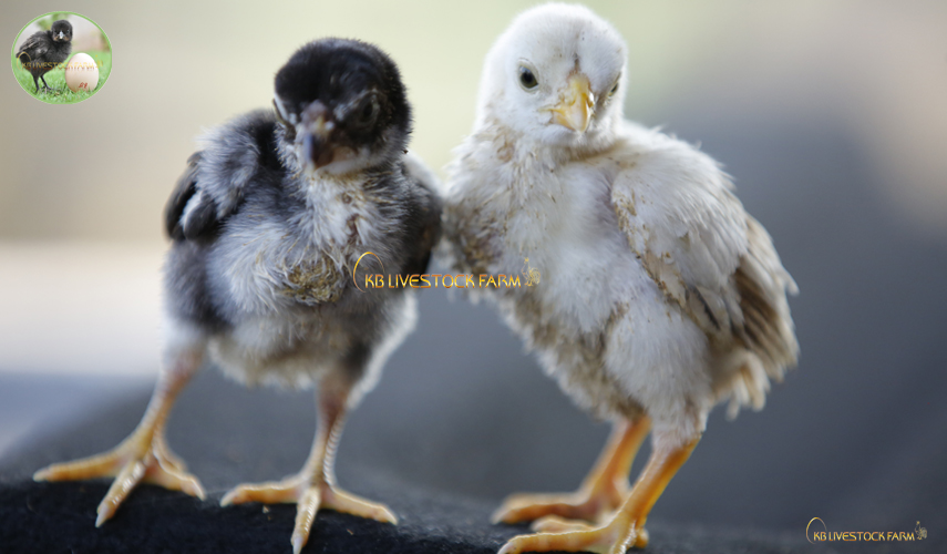 poultry chicks dehydrated:-
Under extreme situations, day-old chicks can lose 5 to 10 grams of body weight (water) in 24 hours.  #kadaknath #desi_chicken #poultry_Farm #kb_livestock_farm #Healthy_Chickens #chicken_waste #Composting_Chicken_Manure #free_range #chicken_coops