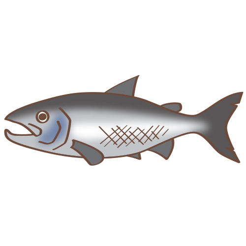 イラスト星人 調査報告548 魚 サケ T Co 6wyb5igo2k 鮭 おいしい イラスト フリー素材 こども園 無料 子供 こども 生物 生き物 魚類 魚 サケ サーモン