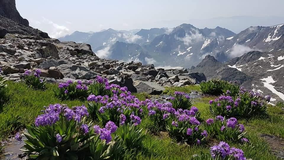 3700 metre yükselti ve dünyanın en güzel endemik çuha çiçekleri(dağ tutyası)
 Müthişler...
Kaçkarlar, Artvin. 20.07.2018.