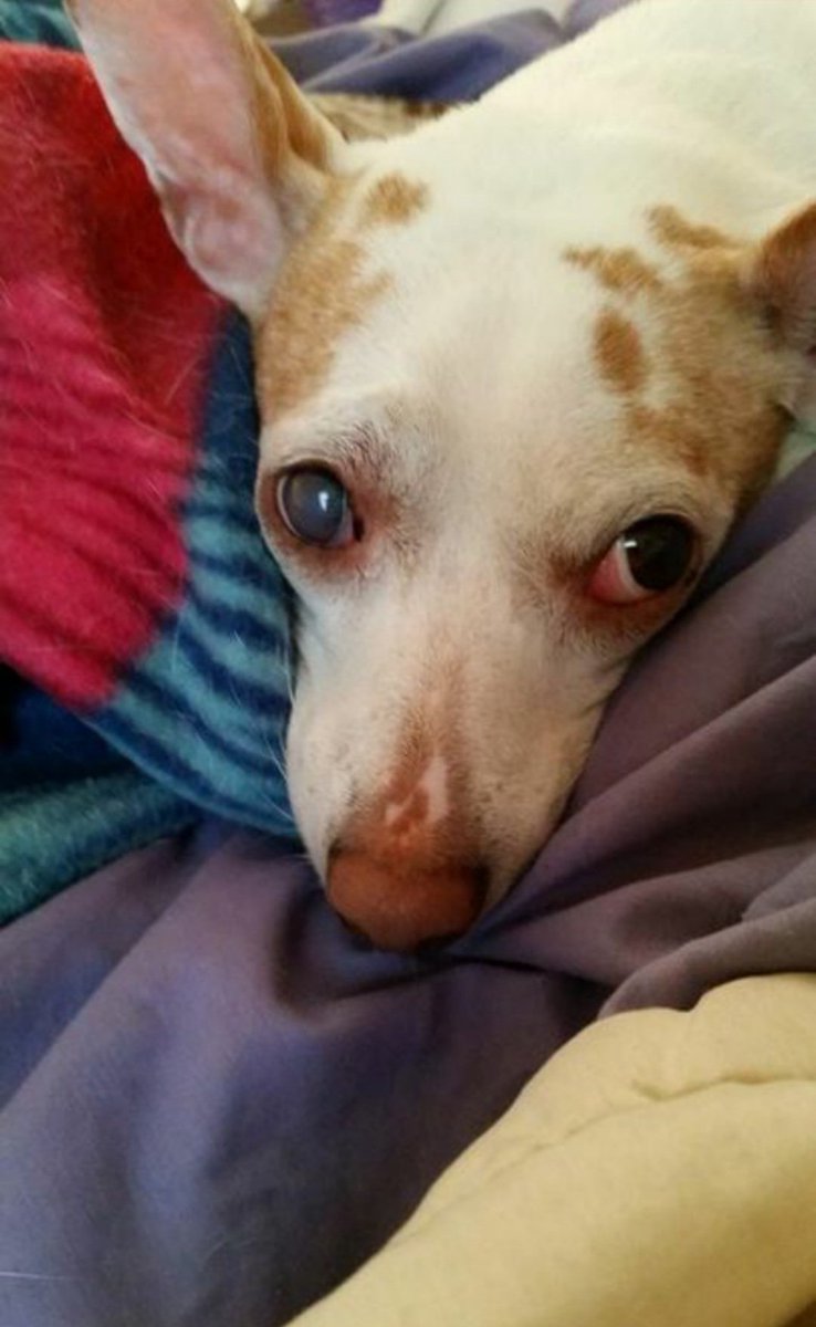 iSACRAOrg's tweet photo. @c_aromano I'm sorry 😢 we lost our baby on 7/14/20. https://t.co/keDhX71R80