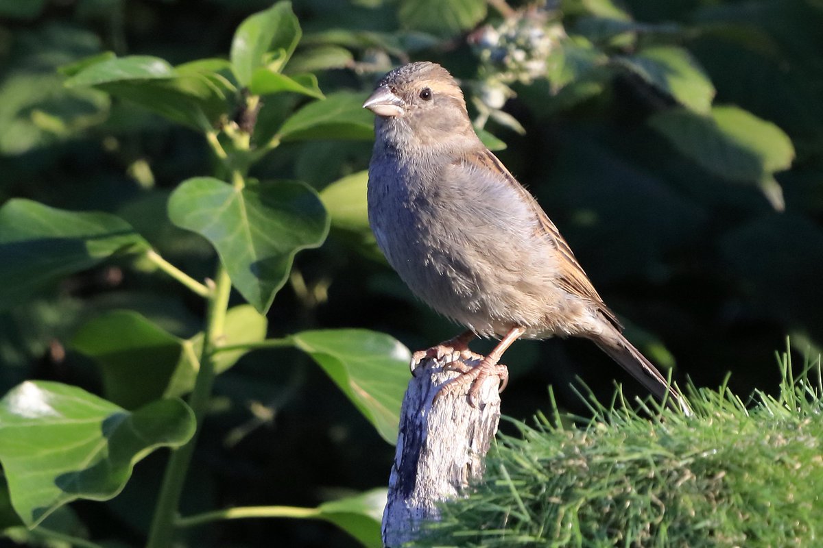 House Sparrows in my Pwll garden #mygardenbirdwatch #TwitterNatureCommunity 🐦
