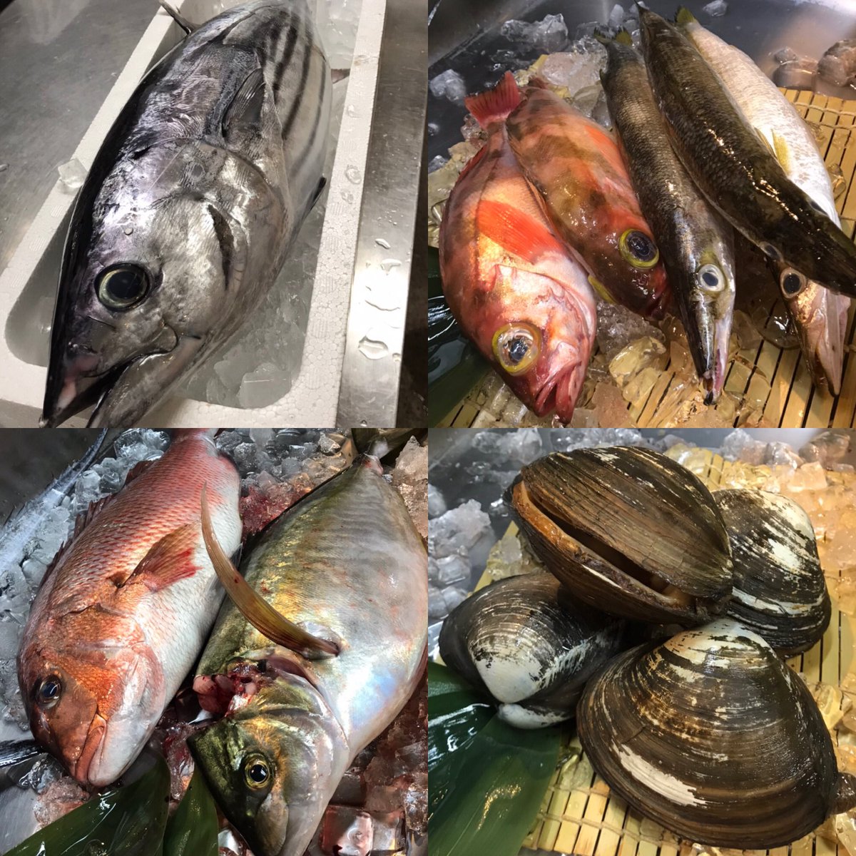 ট ইট র 居酒屋 弥太郎 本日の 弥太郎 情報 本日の仕入れを一部ご紹介いたします かつを 全店 太刀魚 全店 真鯛 全店 ほっき貝 鷺沼 他にもいろいろ仕入れています 弥太郎 たまプラーザ 鷺沼 あざみ野 田園都市線 駅近