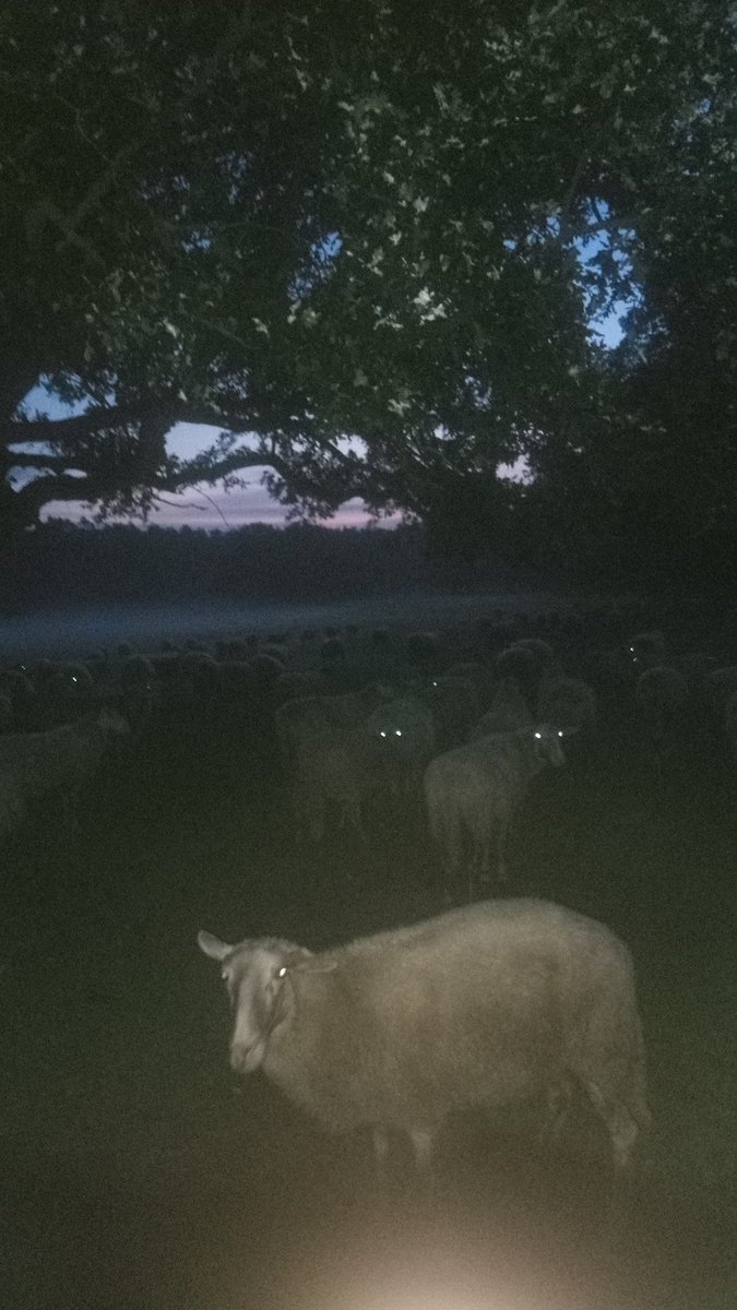 Lekker vroeg op pad. #schaapskuddeloenermark.