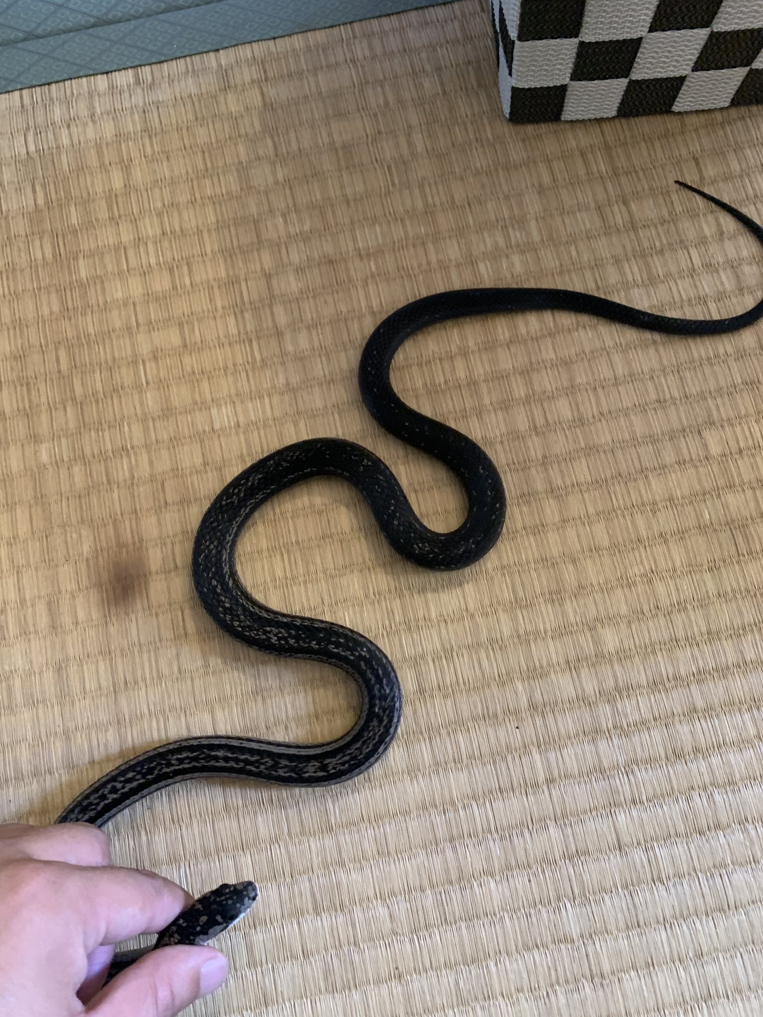 Twitter 上的 K 午前中ニホントカゲ捕まえに行ったのに カラスヘビ捕まえてしまった笑 道中マムシの赤ちゃんいっぱいおった カラスヘビ シマヘビ マムシbaby T Co Xhzidpjhom Twitter Twitter 上的 K 午前中ニホントカゲ捕まえに行ったのに カラスヘビ捕まえてしまった笑 道中マムシの赤ちゃんいっぱいおった カラスヘビ シマヘビ マムシbaby T Co Xhzidpjhom Twitter