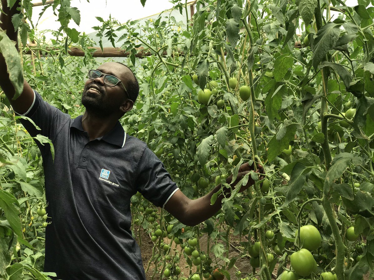 rodgers_kirwa's tweet photo. Good morning ☀️ .

#AgribusinessTalk254 https://t.co/C3qnnqme2v
