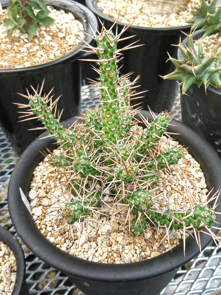 Euphorbia ellenbeckii/ユーフォルビア・エレンベッキー Monadenium