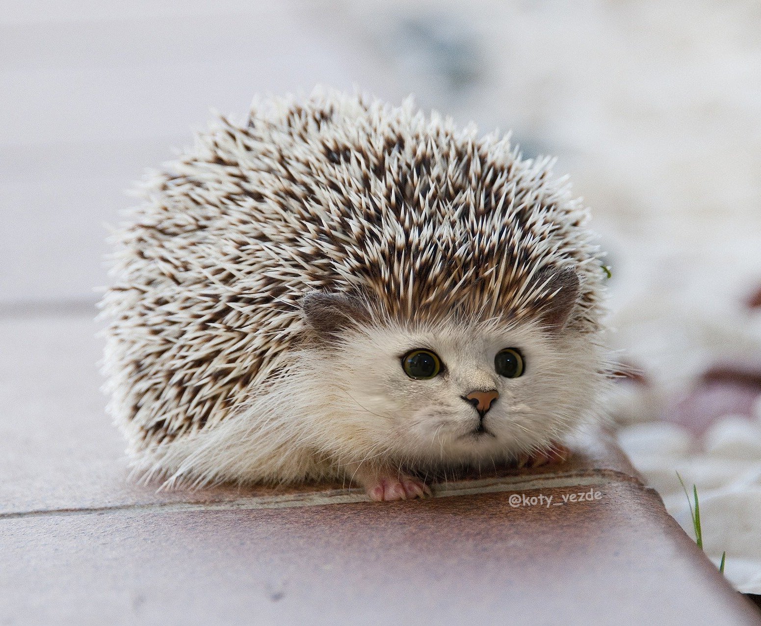 koty_vezde on X: "Such an animal must exist! #CatsOfTwitter #Cat #cats  #cuteart #CutenessOverload #meme #hedgehog https://t.co/npLkQdhCvb" / X