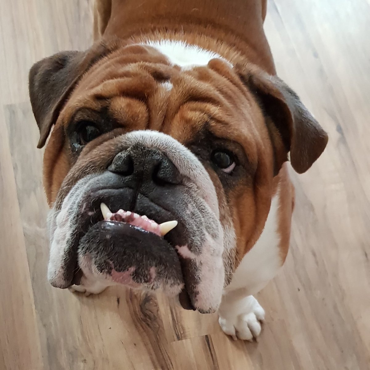 Holger_rules tweet media