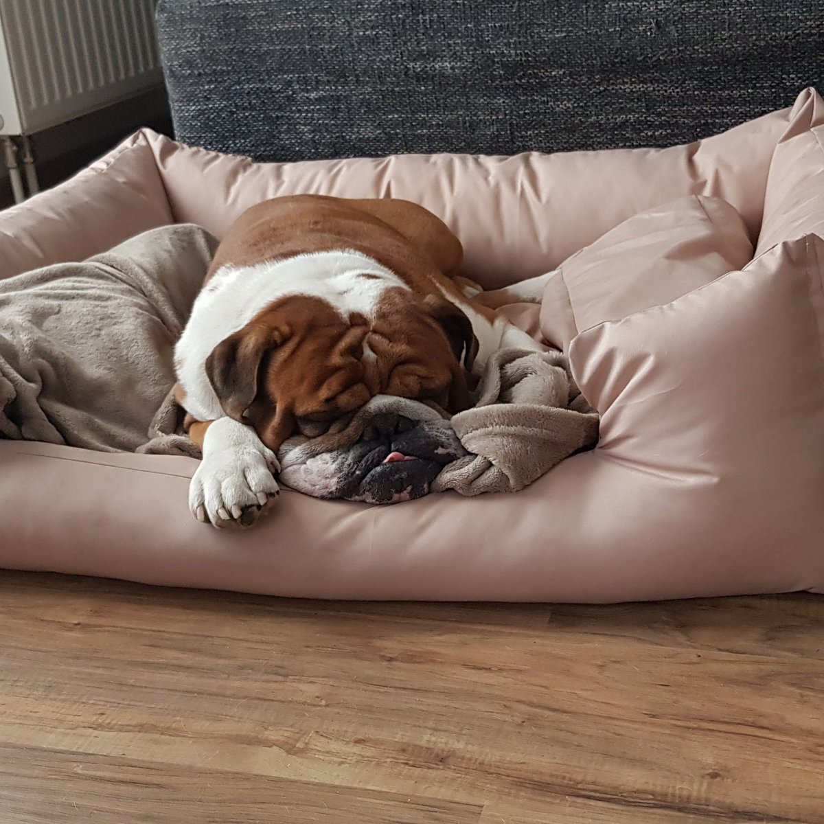 After 2 days of missing, I will see and cuddle my little <a href="/HolgerRules/">Holger_rules</a> today. Can't wait for being home again. 10 hours left...and I think I'll find him in this position. Bulldogs🤷‍♀️ #TOGETHERFOREVER #together #Love #loveislove #Bulldogs #bulldogsoftwitter #dogsoftwitter #reunion