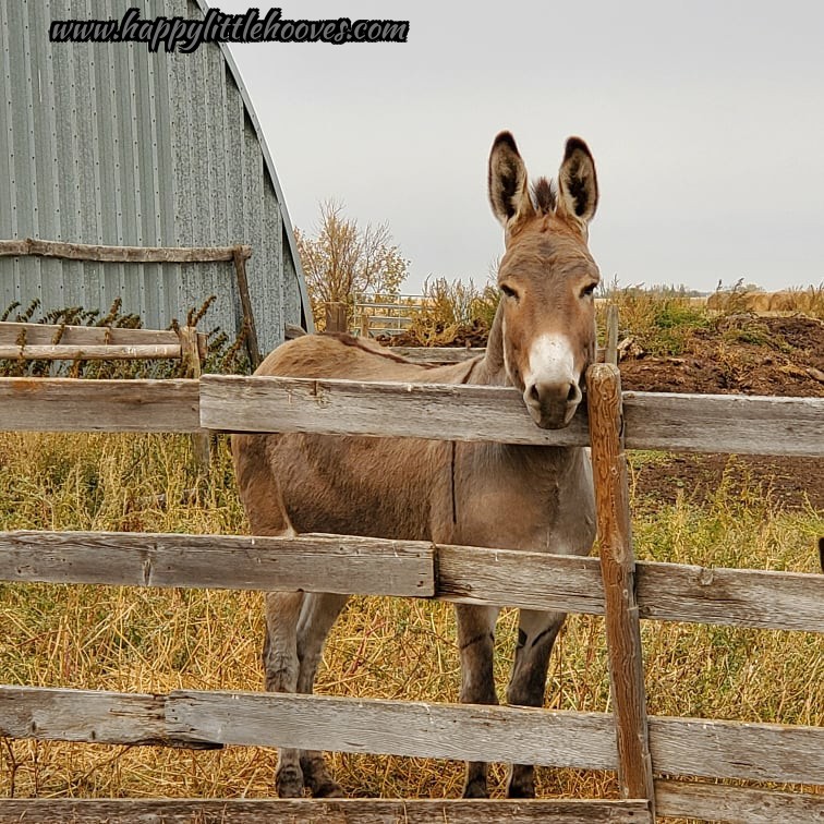 HoovesHappy's tweet photo. Jackie is such a classically handsome donkey! #happylittlehooves #applejackthedonkey #donkeys #donkey #handsomefellow #longears https://t.co/tVOKRKdYja