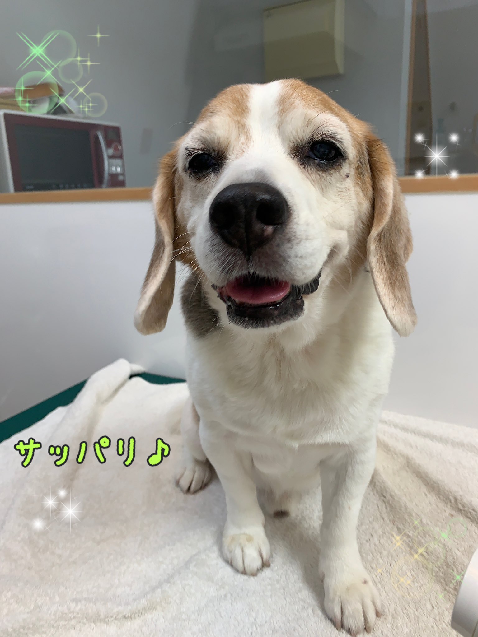 Ciao ダンベルを上手にくわえています シャンプーをしてサッパリしました しつけ教室 犬の幼稚園 ドッグトレーナー ドッグスクール 中野区 Mix ミニチュアダックス ラブラドールレトリバー くわえる ビーグル シャンプー T Co