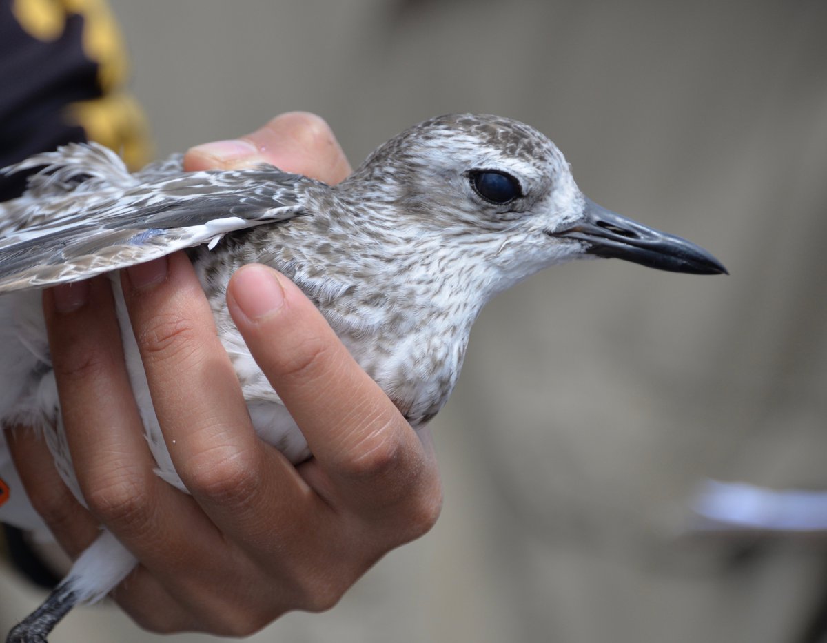 looksouth's tweet photo. I appreciate Grey Plover every day. Most unassumingly marvellous migratory #shorebird. #ploverappreciationday #FlightLines https://t.co/sGNHPGEOp7